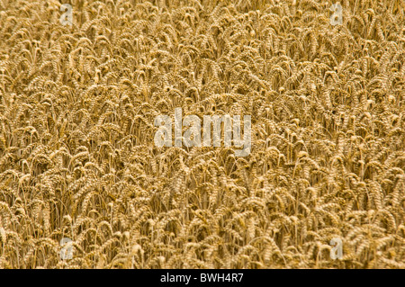 Horizontalen Weitwinkel Blick über ein Feld voller gereiften goldener Weizen an einem sonnigen Sommertag. Stockfoto