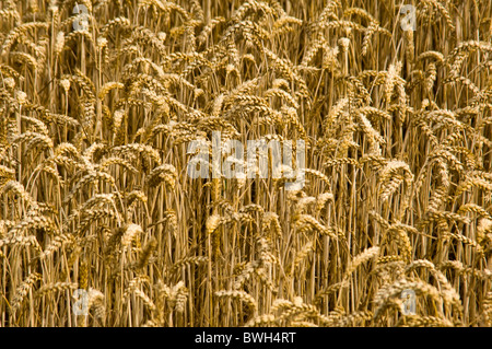Horizontale Nahaufnahme über ein Feld voller gereiften goldener Weizen an einem sonnigen Sommertag. Stockfoto