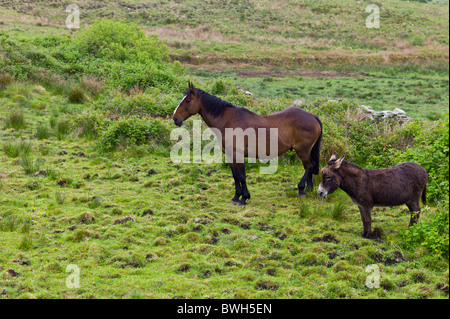 Irische Pferd und Esel drehen den Rücken in den Wind in County Clare, Irland Stockfoto