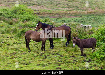 Kleine, mittlere und große irische Pferde und Esel in County Clare, Irland Stockfoto