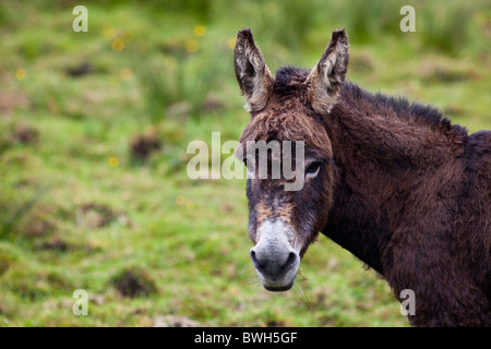 Traditionelle irische Esel in County Clare, Irland Stockfoto
