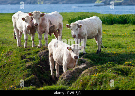 Charolais-Rindern auf der Küste Weide in County Clare, Irland Stockfoto