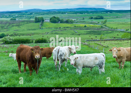 Bull angebunden mit Nasenring und Kette mit Kuhherde in County Clare, Irland Stockfoto