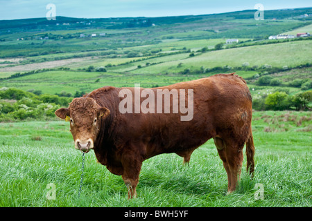 Bull angebunden mit Nasenring und Kette auf der Weide in County Clare, Irland Stockfoto