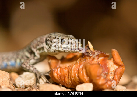 Mauereidechse Stockfoto