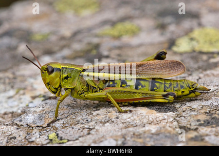 großen Marsh grasshopper Stockfoto