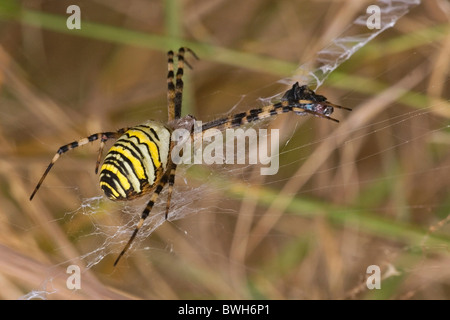 Wespen Spinne im Web mit Beute Stockfoto