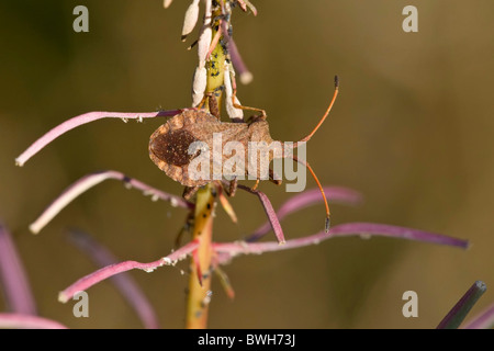 Dock leafbug Stockfoto