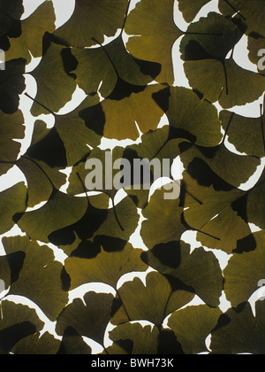 Ginkgo (Ginkgo Biloba) Blätter in der Silhouette im Gegenlicht Stockfoto