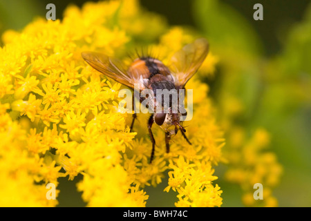 Tachinid fliegen Stockfoto