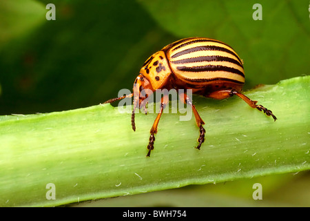 Kartoffelkäfer Stockfoto