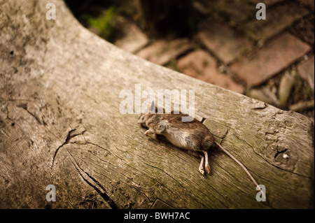 Eine tote Maus auf einer Holzbank in einem englischen Landhaus-Garten in Cornwall, vermutlich Kiiled von einer Katze gefunden Stockfoto