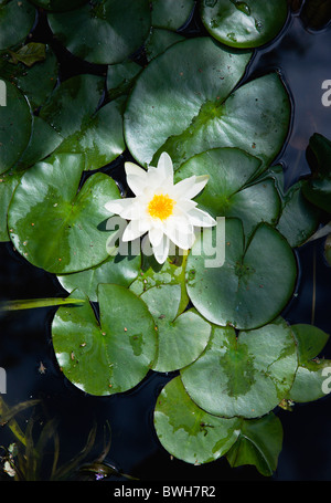 Gärten, Pflanzen, Wasserpflanzen, einzelne Wildwasser Lilie Blume der Familie in einem Teich umgeben von polaren Blätter Stockfoto