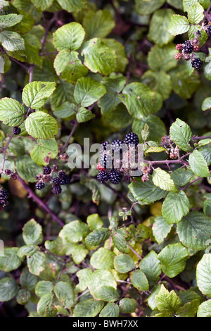 Reife Brombeeren im Wald in der Nähe von niedrigeren Soudley, Forest of Dean Gloucestshire England Stockfoto