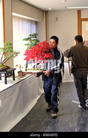 Bonsai Autoren machen Anzeige Regelungen bei Bonsai-Show in Nikko Stockfoto