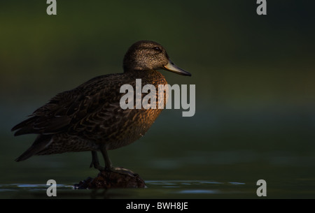 Grün winged Teal stehend auf einem Stein Stockfoto