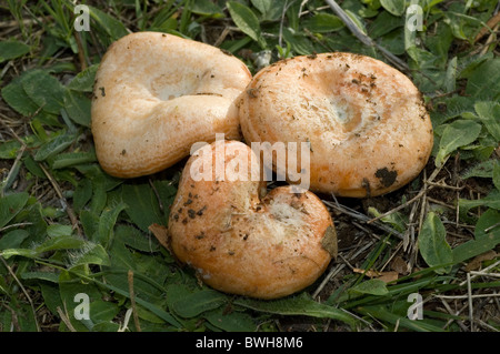 Safran-Milch Mütze oder Red Pine Mushroom (Lactarius Deliciosus) Stockfoto