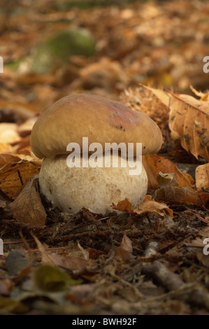 Penny-Brötchen oder Porcino Bolete (Boletus Edulis) Stockfoto