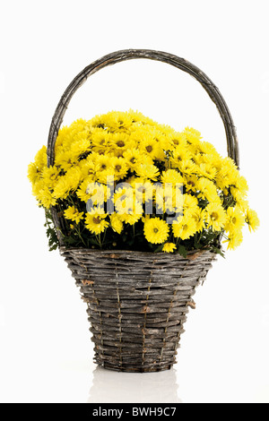 Chrysantheme s(Chrysanthemum) in einem geflochtenen Korb Stockfoto