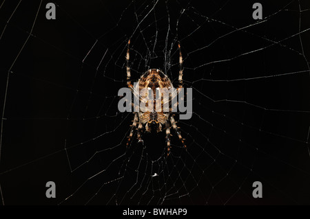 Europäische Kreuzspinne, Diadem Spider oder Cross Spider (Araneus Diadematus) in einem web Stockfoto