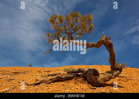 Limber-Kiefer (Pinus Flexilis), Bryce-Canyon-Nationalpark, Utah, USA Stockfoto