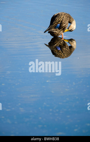 Fleckige Ente putzen - grüne Cay Feuchtgebiete - Delray Beach, Florida USA Stockfoto