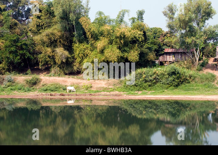 Eine weiße Kuh ist in grünen Rasen am Ufer des Flusses Nan in Nan, Thailand.d Weiden. Stockfoto