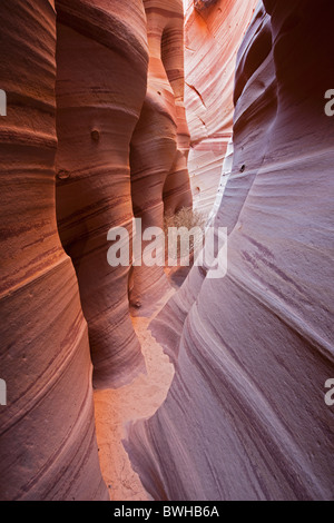 Zebra Slot Canyon, Hole in the Rock Road, Grand Staircase-Escalante National Monument, Utah, USA Stockfoto