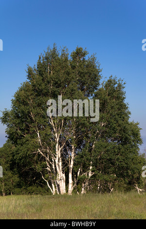 Vegetation, endemisch Birke, Nordseite des Ätna, Parco Dell Etna Nationalpark, Sizilien, Italien, Europa Stockfoto