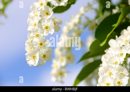 Kirsche in voller Blüte zu ersticken Stockfoto