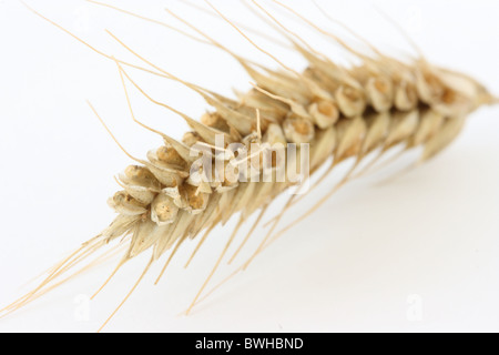 Einzelne Weizen - Mais schließen sich spike und Maiskölbchen / Samen Makro Blick auf weißem Hintergrund Stockfoto