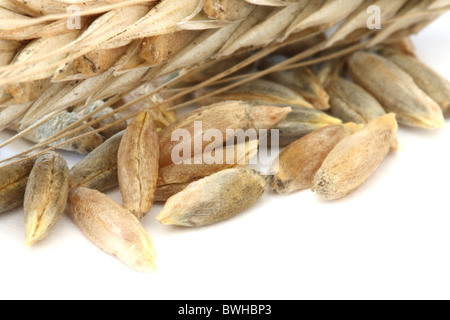 Einzelne Weizen - Mais schließen sich spike und Maiskölbchen / Samen Makro Blick auf weißem Hintergrund Stockfoto