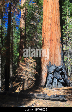 Mammutbäume im Foresta, Yosemite West, Yosemite Nationalpark, Kalifornien, USA, Nordamerika Stockfoto