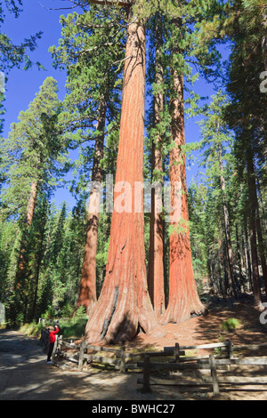 Mammutbäume im Foresta, Yosemite West, Yosemite Nationalpark, Kalifornien, USA, Nordamerika Stockfoto