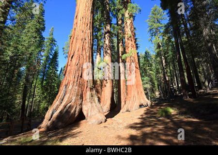 Mammutbäume im Foresta, Yosemite West, Yosemite Nationalpark, Kalifornien, USA, Nordamerika Stockfoto