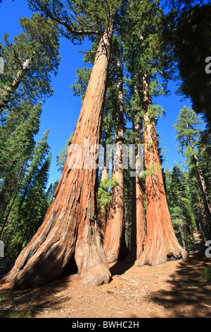 Mammutbäume im Foresta, Yosemite West, Yosemite Nationalpark, Kalifornien, USA, Nordamerika Stockfoto