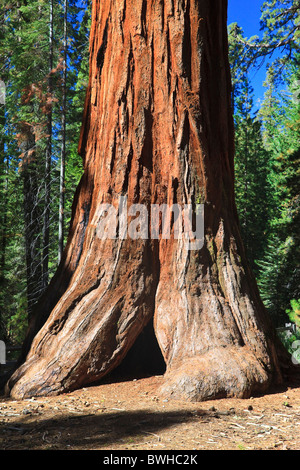 Mammutbäume im Foresta, Yosemite West, Yosemite Nationalpark, Kalifornien, USA, Nordamerika Stockfoto