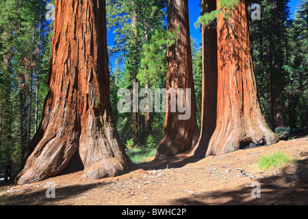 Mammutbäume im Foresta, Yosemite West, Yosemite Nationalpark, Kalifornien, USA, Nordamerika Stockfoto