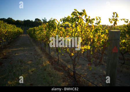 Weinberg bei Sonnenuntergang Stockfoto