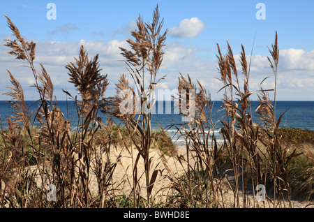 Gräser wachsen auf Sanddünen, Nauset Beach, Cape Cod, Massachusetts, USA Stockfoto