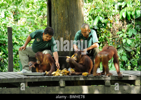 Fütterung - Sepilok Orang Utan Rehabilitation Centre in der Nähe von Sandakan in Nordost-Sabah Stockfoto