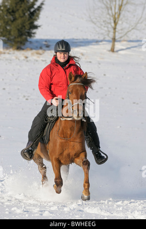 Junge Reiter auf Rückseite des Paso Fino Pferd im Galopp im Schnee Stockfoto