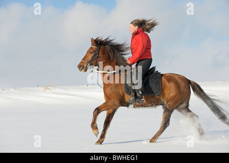 Junge Reiter auf Rückseite des Paso Fino Pferd im Galopp im Schnee Stockfoto