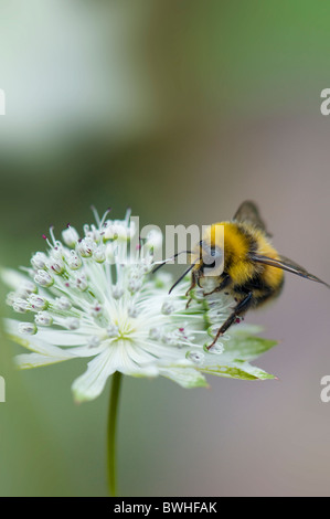 Eine Biene sammelt Pollen von einer Blume Astrantia Stockfoto