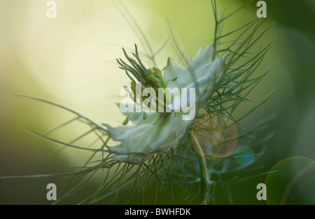 Eine einzelne weiße Liebe-in-the-Nebel Blume mit Sonne flare Stockfoto