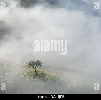 Ein einsamer Baum zeichnet sich in der Cloud auf dem großen Grat in der Peak District National Park, England Stockfoto