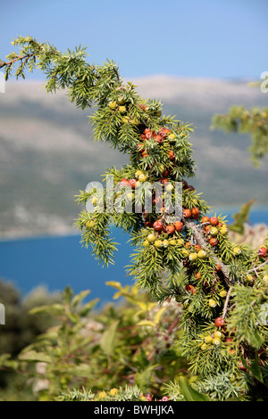 Vrana See - die einzige Quelle des Süßwassers für Cres und Losinj Insel Bewohner, Kroatien Stockfoto