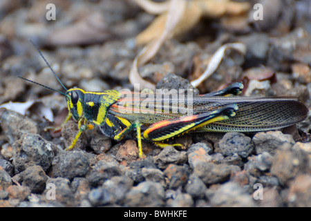 Große bemalte Locust Stockfoto