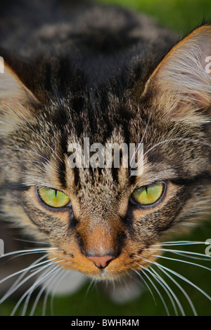 Schließen Sie auf der Suche nach unten um Katzen Gesicht mit weißen Weichzeichner Füße unten sehr einnehmend und niedlich Stockfoto