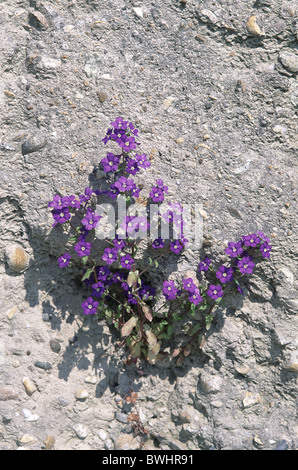 Venus Frauen spiegeln Legousia Speculum-Veneris Pflanze Blüten blühen lila Blumen Blüte mediterran Stockfoto